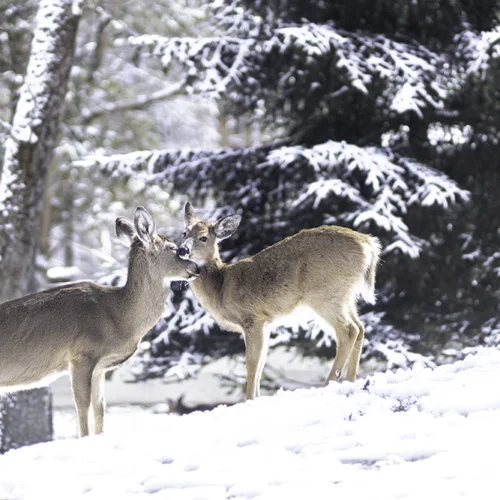 IMG_7832-Enhanced-NR-Edit-Edit copy